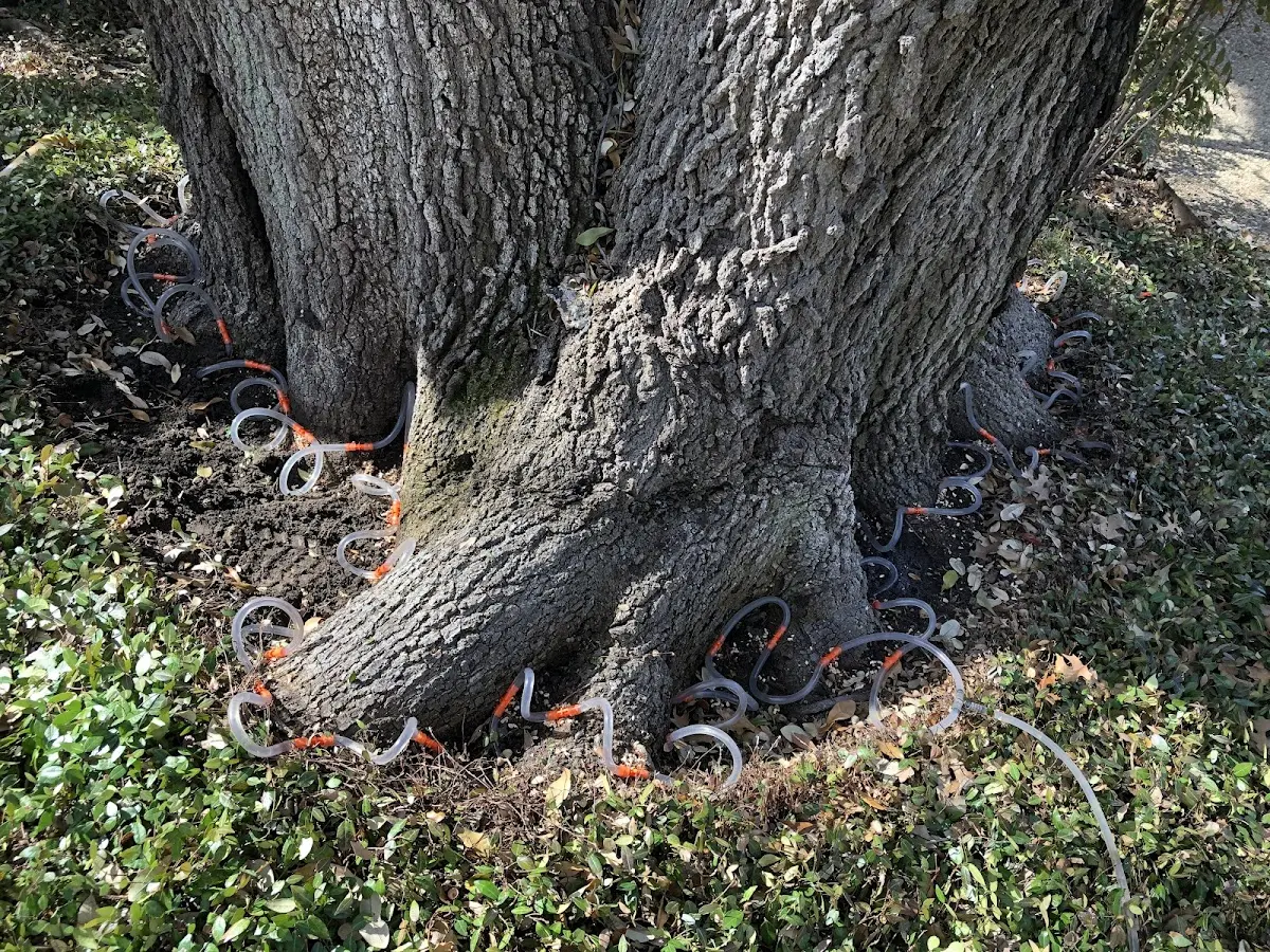 Detailed Tree Cabling and Bracing job site in Bixby