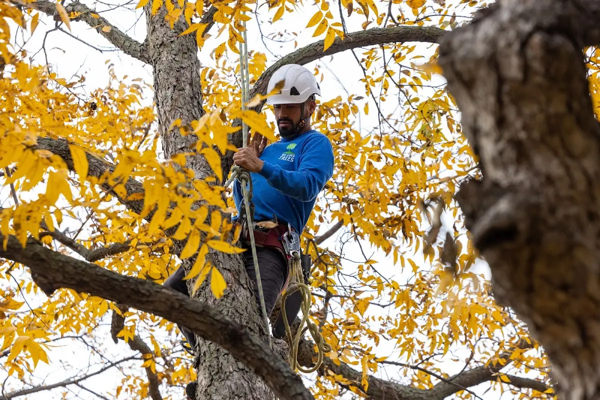 Skilled Tree Planting crew working in Bixby